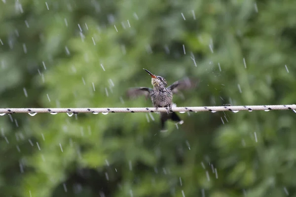 Ένα Μικρό Κολιμπρί Που Κάνει Μπάνιο Στη Βροχή — Φωτογραφία Αρχείου