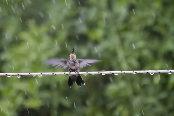 Kis Kolibri Fürdik Esőben — Stock Fotó