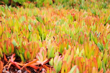 Buz fabrikasının makrosu, Carpobrotus edulis deniz kıyısında.