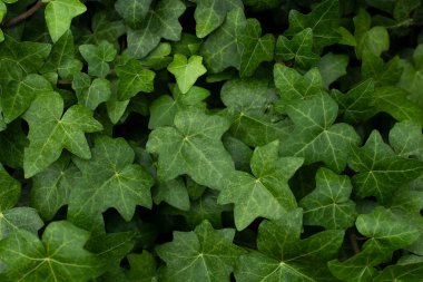 yeşil sarmaşık yapraklarının arkaplanı