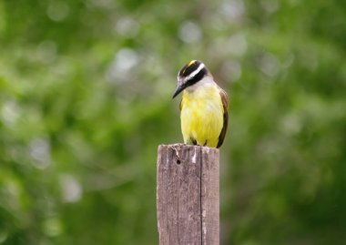 Güzel sarı kuş direkte