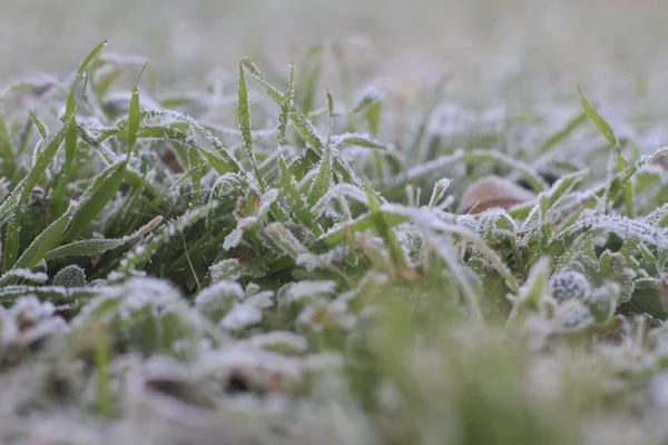 Givre Sur Herbe Dans Champ — Photo