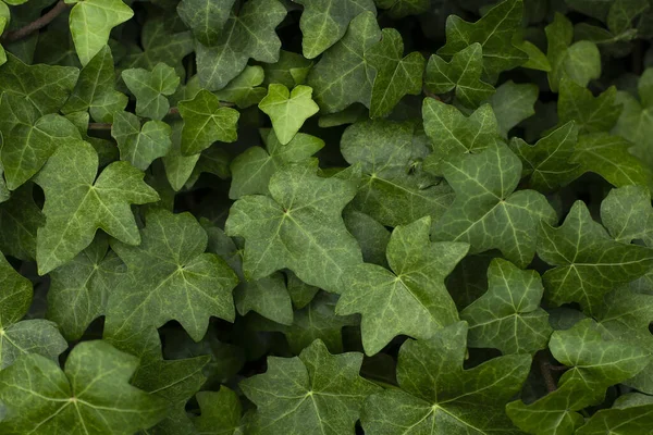 Latar Belakang Daun Ivy Hijau — Stok Foto