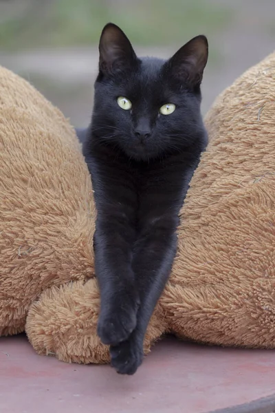 Portrait Black Cat Lying Teddy Bear — Stock Photo, Image