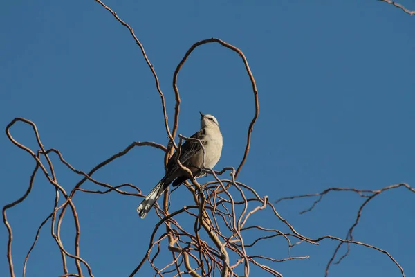 Oiseau Moqueur Craie Sur Des Branches Arbres Avec Fond Bleu — Photo