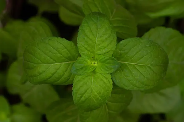 Makro Dari Daun Mint — Stok Foto