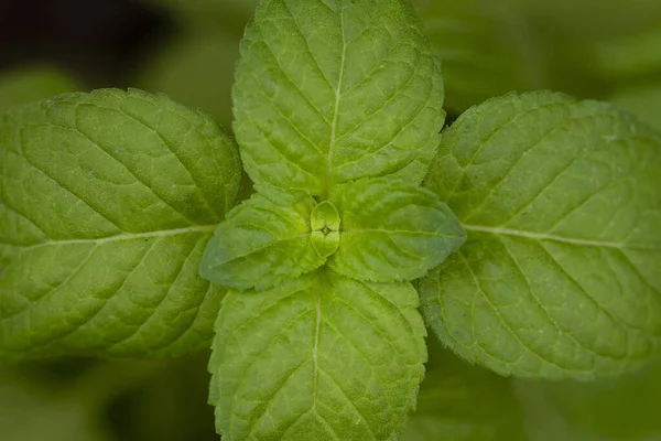 Makro Dari Daun Mint — Stok Foto