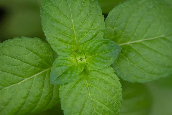 Makro Dari Daun Mint — Stok Foto