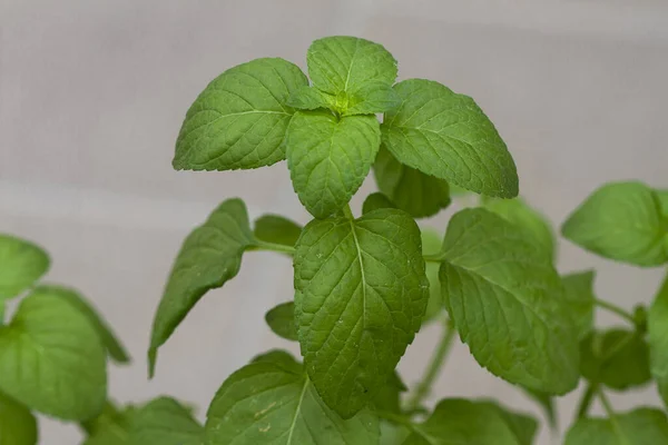 Makro Dari Daun Mint — Stok Foto