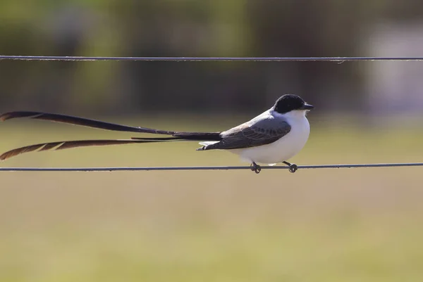 ワイヤ上のフォークテールフライキャッチャー鳥 — ストック写真
