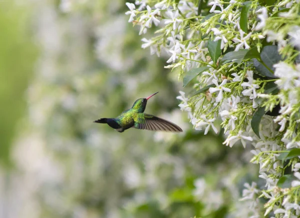 Colibri Pollinisant Une Fleur Jasmin — Photo