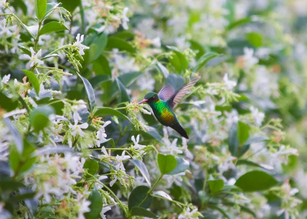 Colibri Pollinisant Une Fleur Jasmin — Photo