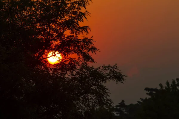 Pôr Sol Vermelho Atrás Das Silhuetas Das Árvores — Fotografia de Stock