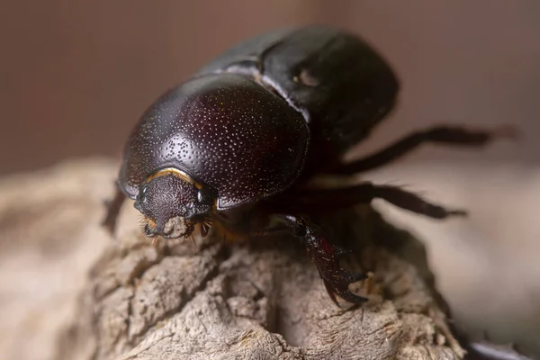 Escarabajo Negro Sobre Una Madera — Foto de Stock