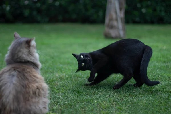 Black Cat Playing Grey Cat Garden — Zdjęcie stockowe