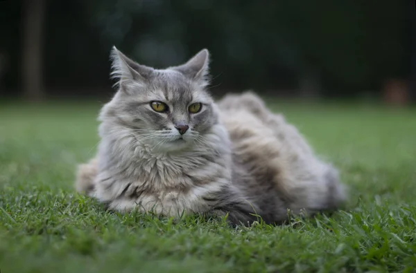 灰色的猫躺在花园里 — 图库照片