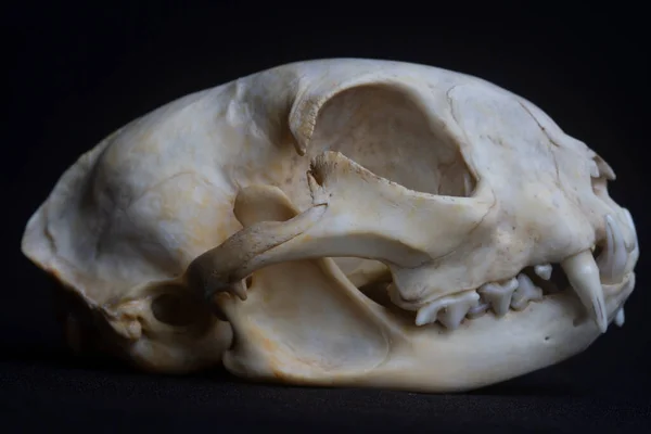 黒の背景を持つクーガー頭蓋骨 — ストック写真