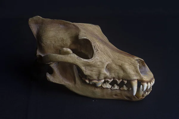 Skull Hund Svart Bakgrund — Stockfoto