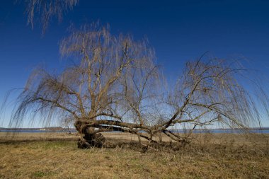 Kışın kuru ağaç.