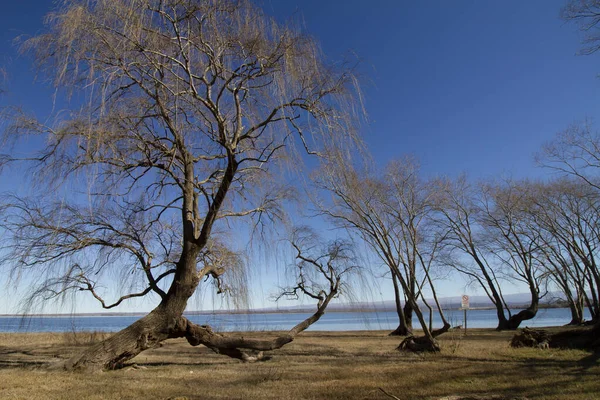 Trockener Baum Winter — Stockfoto