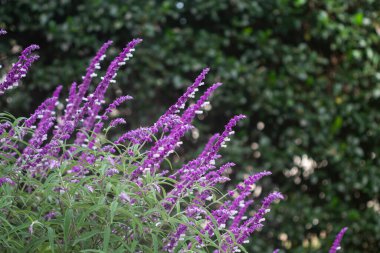 Salvia Lukantha bahçede.