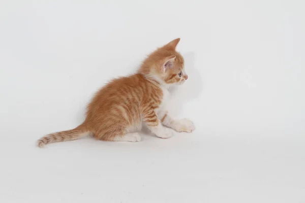 白い背景の小さな子猫 — ストック写真