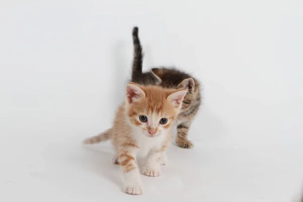 Little Kitten White Background — Stock Photo, Image