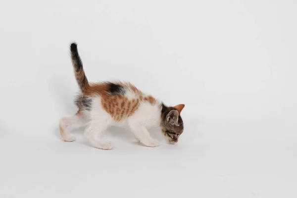 Gatito Sobre Fondo Blanco — Foto de Stock