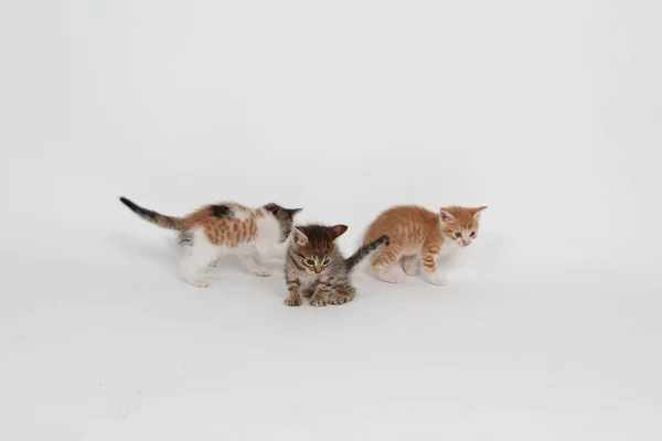 Three Kittens White Background — Stock Photo, Image