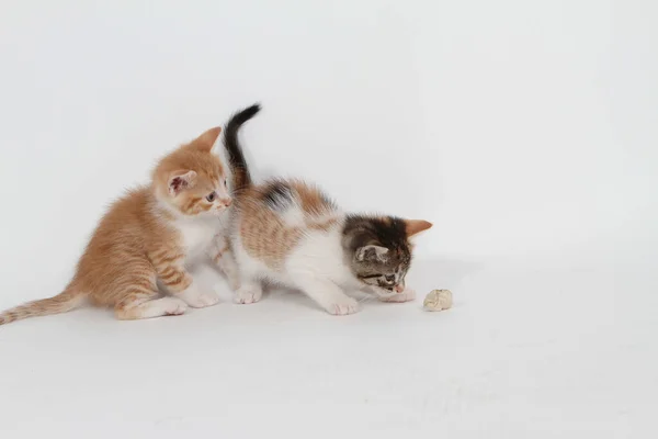 Pequenos Gatinhos Jogando Fundo Branco — Fotografia de Stock