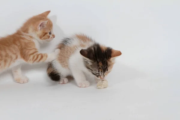 Little Kittens Playing White Background — Stock Photo, Image