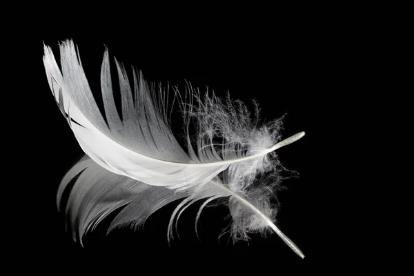 Απλό Λευκό Φτερό Και Αντανάκλασή Του Μαύρο Φόντο — Φωτογραφία Αρχείου