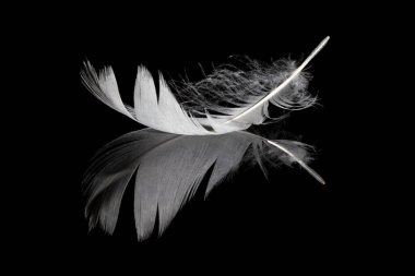 Single white feather and its reflection on black background clipart