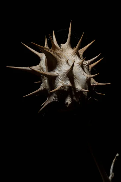Datura Stramoniumの種子ポッドのマクロ — ストック写真