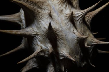 Datura stramonyum tohumu kapsülü