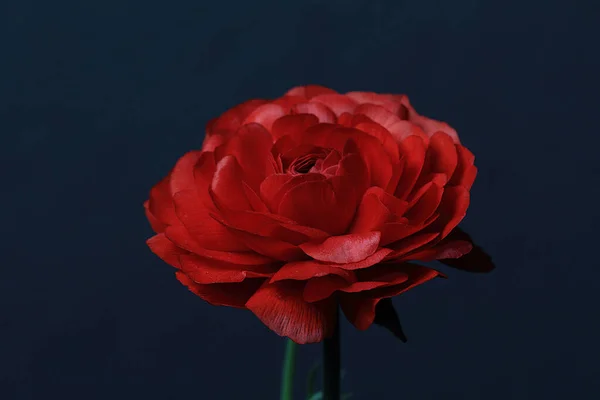 Macro Flor Vermelha Ranunculus Asiaticus — Fotografia de Stock