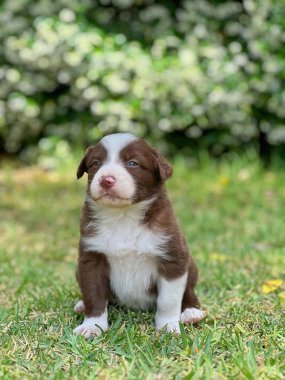 Tatlı Sınır Köpeği Collie Yeşil Çimlerde Uyanık Oturuyor