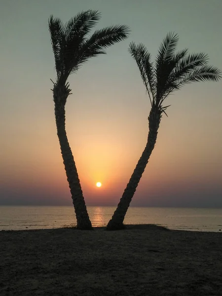 Sunrise Two Palm Trees Beach — Stock Photo, Image