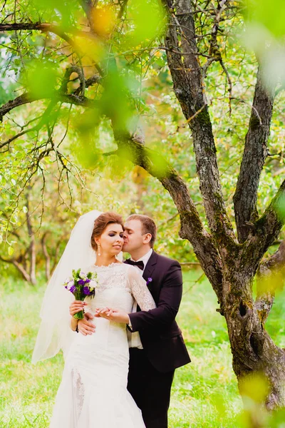 O noivo está beijando a noiva em um pomar de maçã — Fotografia de Stock