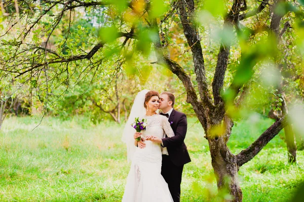 Brudgummen kyssa bruden i en äppelodling — Stockfoto