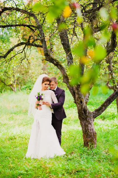 Le marié embrasse la mariée dans un verger de pommiers — Photo