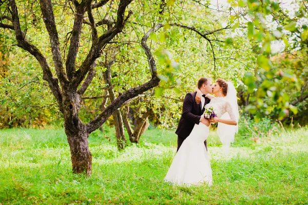 Le marié embrasse la mariée dans un verger de pommes — Photo