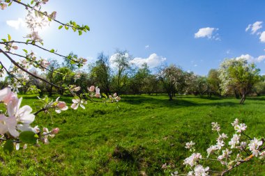 günbatımı üzerinde çiçek açması meyve bahçesi