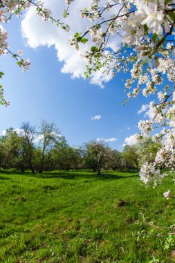 günbatımı üzerinde çiçek açması meyve bahçesi