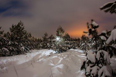 Dolunay ışığında çam ormanı ile gece kış manzarası