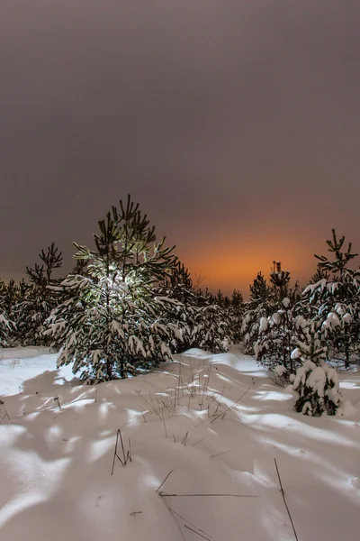 Paisaje nocturno de invierno con el bosque de pinos a la luz de la luna llena — Foto de Stock