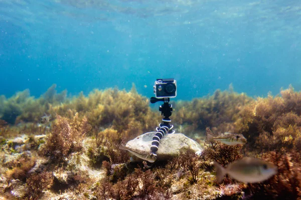 Usando la cámara en una caja impermeable en un trípode para hacer fotos y videos desde el fondo del mar — Foto de Stock