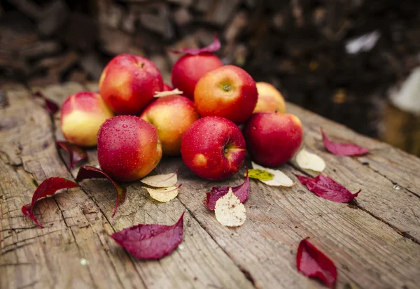 Pommes récoltées — Photo