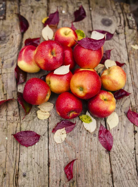 Cosecha de manzana — Foto de Stock