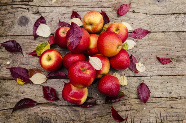 Apple harvest — Stock Photo, Image